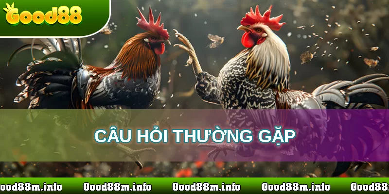 thắc mắc về đá gà online good88