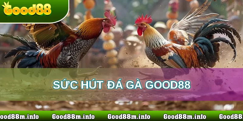 sức hút của đá gà trực tuyến