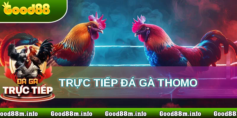 trực tiếp đá gà thomo